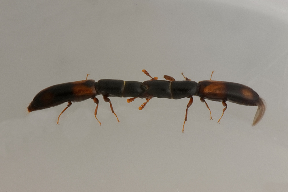 Trogositidae:   Nemozoma elongatum